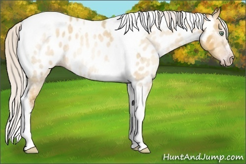 Horse Color:Gray Silver Amber Cream Champagne Roan Dun Splash Tobiano Frame Near Leopard Rabicano 