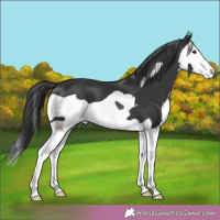 Horse Color:Black Splash Frame 