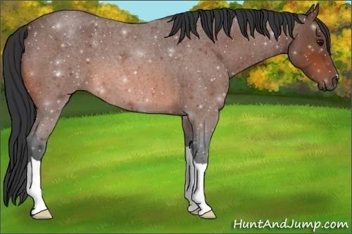 Horse Color: Bay Roan 