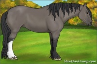 Horse Color:Grullo 