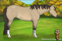 Horse Color:Buckskin Dun 