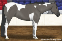 Horse Color:Grullo Tobiano 
