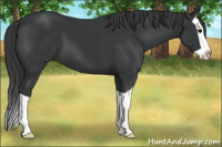 Horse Color:Brown Splash