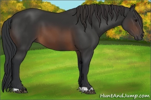 Horse Color: Brown 