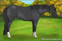 Horse Color:Blue Roan 