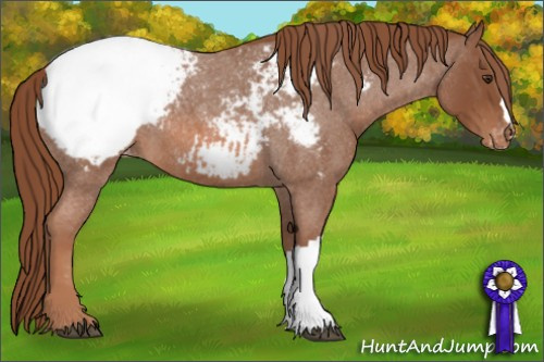 Horse Color: Red Roan Snowcap 