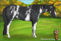 Horse Color:White Spotted Black