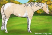 Horse Color:Gray Silver Amber Cream Champagne Roan Dun Splash Tobiano Frame Appaloosa Rabicano 