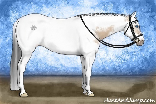 Horse Color:Bay Dun Splash Tobiano Frame
