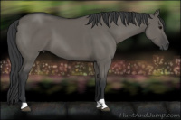 Horse Color:Grullo 
