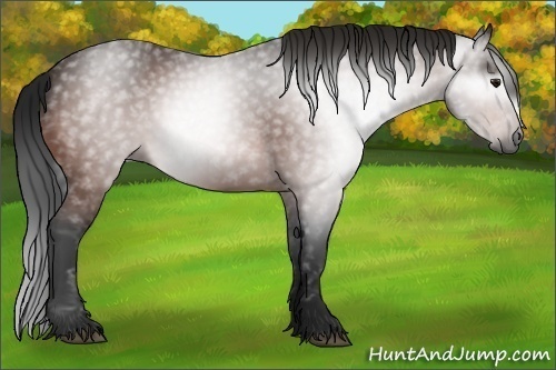 Horse Color:Gray Bay 