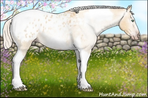 Horse Color:Gray Silver Amber Cream Champagne Roan Dun Splash Tobiano Frame Appaloosa Rabicano 