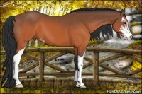 Horse Color:Brown Sabino 