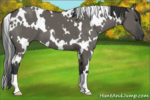 Horse Color: White Spotted Grullo 