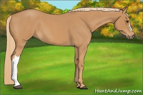 Horse Color:Red Roan 