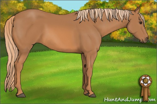 Horse Color: Chestnut 