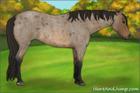Horse Color:Gray Buckskin Roan 