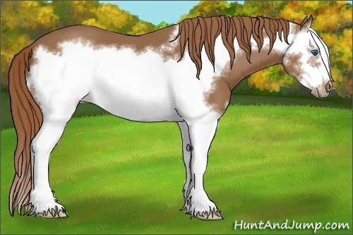 Horse Color:Chestnut Splash Frame