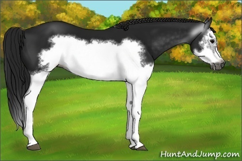 Horse Color:Gray Black Splash Frame 