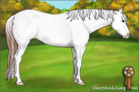 Horse Color:Black Blanket 