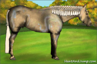 Horse Color:White Spotted Palomino