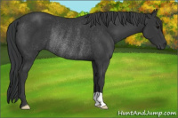 Horse Color:Black Rabicano