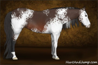 Horse Color:White Spotted Brown 