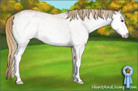 Horse Color:White Spotted Chestnut