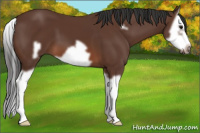 Horse Color:Bay Splash Frame