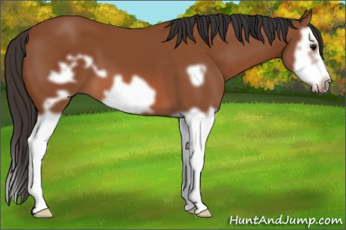 Horse Color: Unknown 