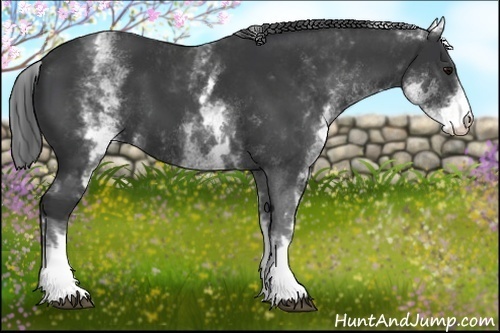 Horse Color:White Spotted Black 