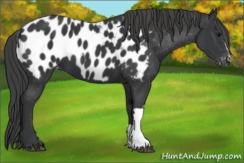 Horse Color: Black Blanket 