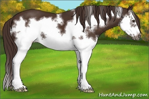Horse Color: Liver Chestnut Splash Frame 