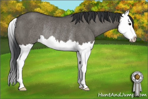 Horse Color: Grullo Sabino Splash Rabicano 