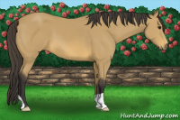 Horse Color:Buckskin 