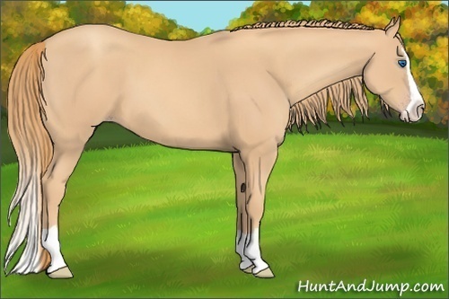 Horse Color: Gold Champagne Splash 