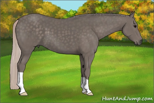 Horse Color: Silver Black 