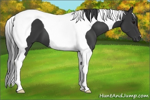 Horse Color: Black Tobiano 
