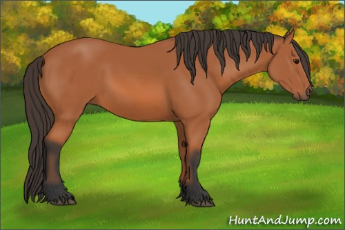 Horse Color: Bay 