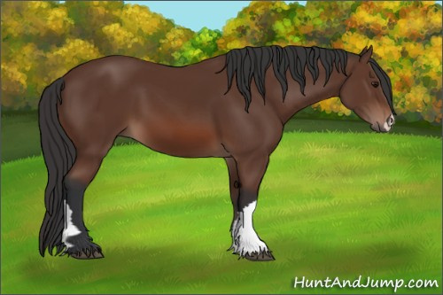 Horse Color: Bay 