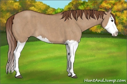 Horse Color:Red Dun Splash Brindle