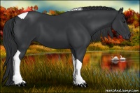 Horse Color:Black Tobiano 