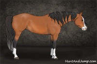 Horse Color:Bay Splash 
