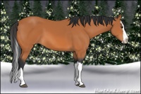 Horse Color:Bay Splash 