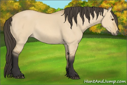 Horse Color: Buckskin Dun 