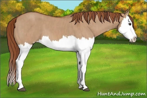 Horse Color:Red Dun Splash Brindle
