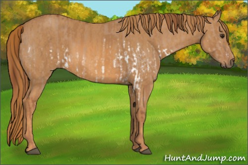 Horse Color: Red Dun Splash  Brindle