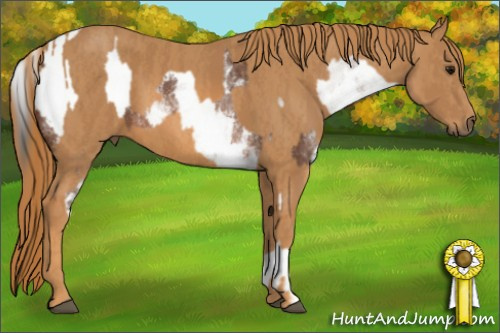 Horse Color: White Spotted Bay Sabino Snowcap  Brindle