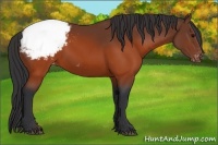Horse Color:Brown Appaloosa