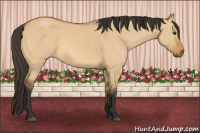 Horse Color:Buckskin Dun 